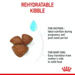 Royal Canin Mini Starter for Small Breed Dogs and Puppies Dry Food - Image 3